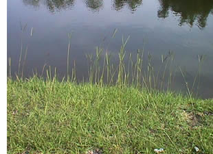 bahiagrass