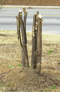 bad pruning
